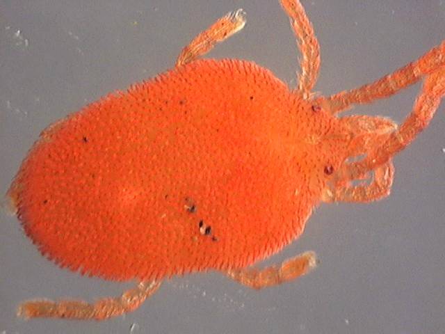 Microtrombidiidae 1